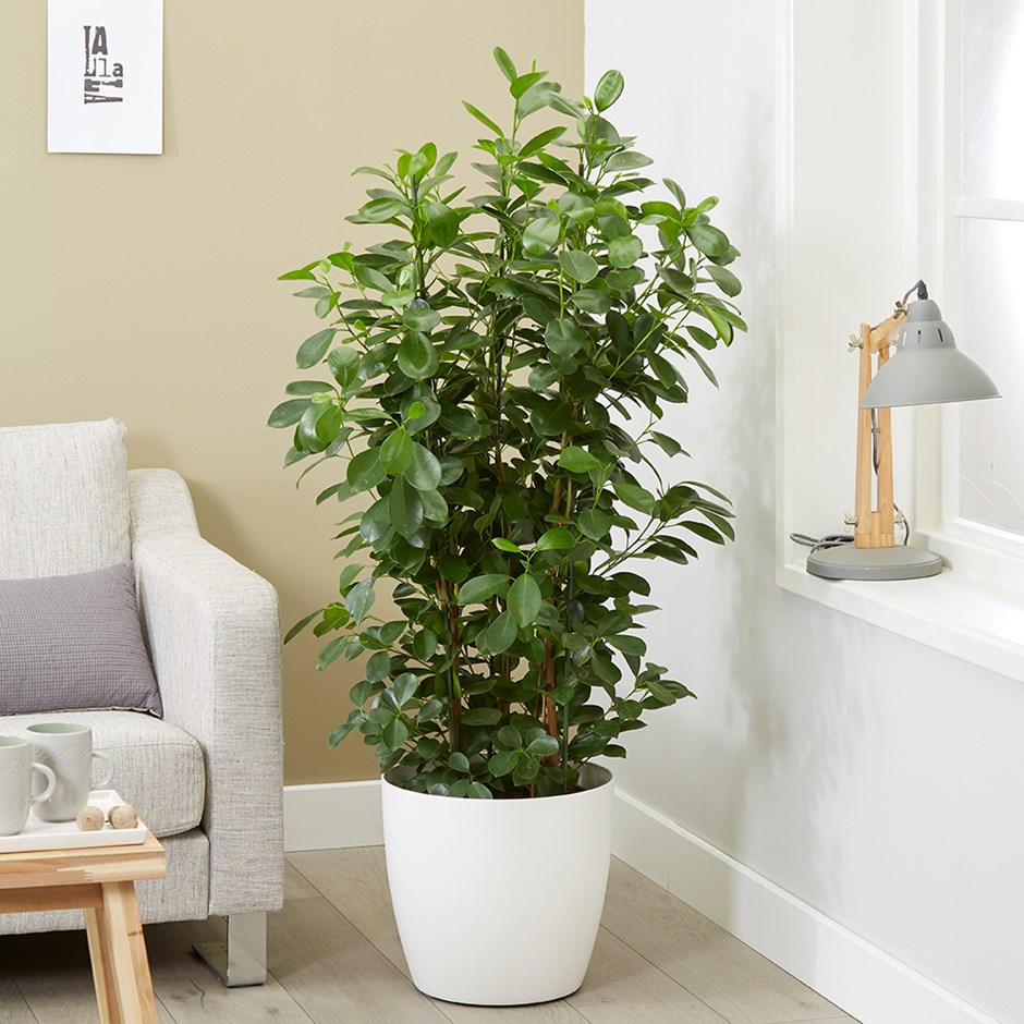 Ficus microcarpa 'Moclame' 